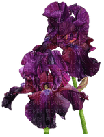 violet iris Bb2 - zadarmo png