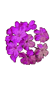 Цветок - GIF animado gratis