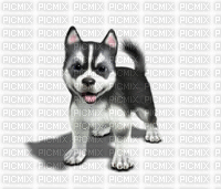 chien - Zdarma animovaný GIF
