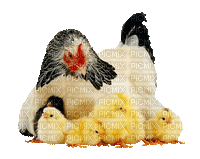 chicks - Nitsa
