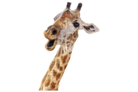 Kaz_Creations Giraffe - nemokama png