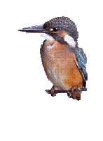 Птичка - Безплатен анимиран GIF