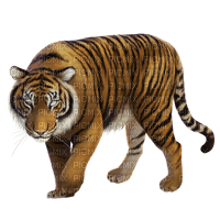 tiger stare - zdarma png