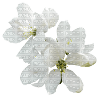 Spring Blossom - 免费PNG