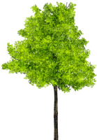 träd--tree - gratis png