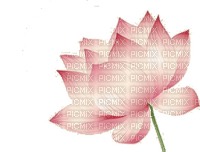 lotus Bb2 - png gratis