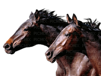 Kaz_Creations Animals Horses - PNG gratuit