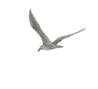 Bird.Mouette.Seagull.oiseau.Gaviota.Victoriabea - GIF animado grátis