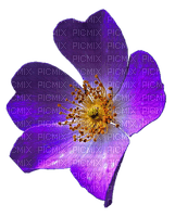 anemone Bb2 - png gratis