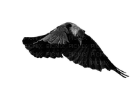 crow katrin - Free PNG