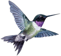 Hummingbird bp - бесплатно png