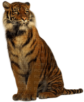 Tiger - ingyenes png