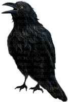 Crow - Bogusia - png gratuito