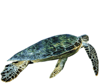 sea turtle, sunshine3 - png grátis