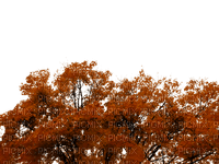 autumn trees - zadarmo png