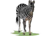 zebre - Animovaný GIF zadarmo