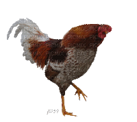 chicken bp - Zdarma animovaný GIF