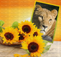 Löwin lionne lioness - PNG gratuit