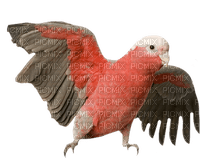 birds bp - PNG gratuit