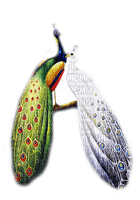 pavo real - zadarmo png