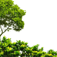 PLANTAS - 免费PNG