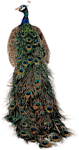 peacock-3-NitsaPap - zdarma png