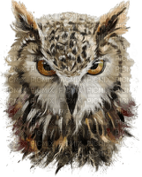 Eule, Owl, - darmowe png