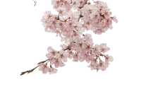 Cherry Blossom - bezmaksas png
