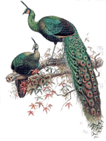 peacocks - png grátis