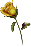rózsa arany - nemokama png