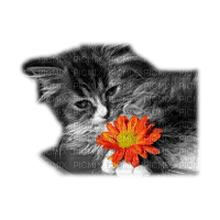 Kaz_Creations Cats Cat Kittens Kitten - ingyenes png