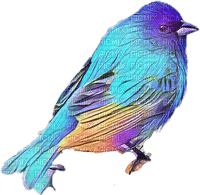 ptak niebieski