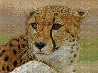 gepard - Δωρεάν κινούμενο GIF
