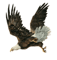 AIGLE ! - 免费PNG