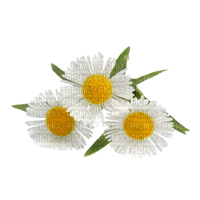 Kaz_Creations Deco Flowers Camomile - kostenlos png