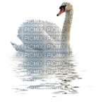 white swan - PNG gratuit