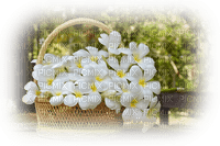 Flower Basket - Free PNG