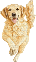 chien golden retriever - GIF animado grátis