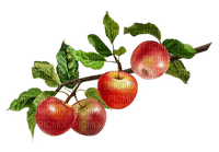 Яблоки на ветке - nemokama png