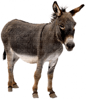 burro - png grátis