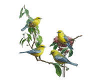 oiseaux - kostenlos png
