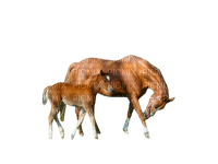 chevaux - δωρεάν png