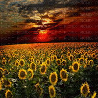 sunflower field bg gif champ de tournesol fond - Free animated GIF