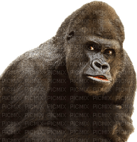 monkey-gorilla-singe- gorille - png gratis