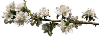kukka fleur flower - PNG gratuit