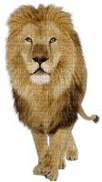 lejon-lion-animal-minou52 - PNG gratuit