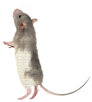 mouse bp - PNG gratuit