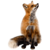 patymirabelle animaux renard - nemokama png