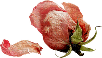 minou-flower-Peach Rose