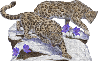 leopardi - GIF animé gratuit